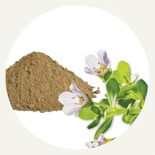 Bacopa Monnieri clinically shown to supports attention span and working memory