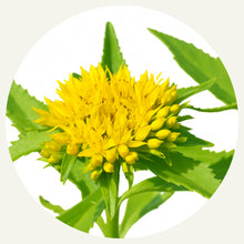 rhodiola rosea in avantera elevate supports cognitive function and healthy stress levels