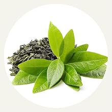 Green Tea Extract provides caffeine and supports energy and alertness and short term memory